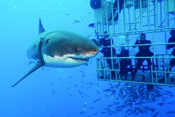 a great white shark looking curiously at divers in a cage